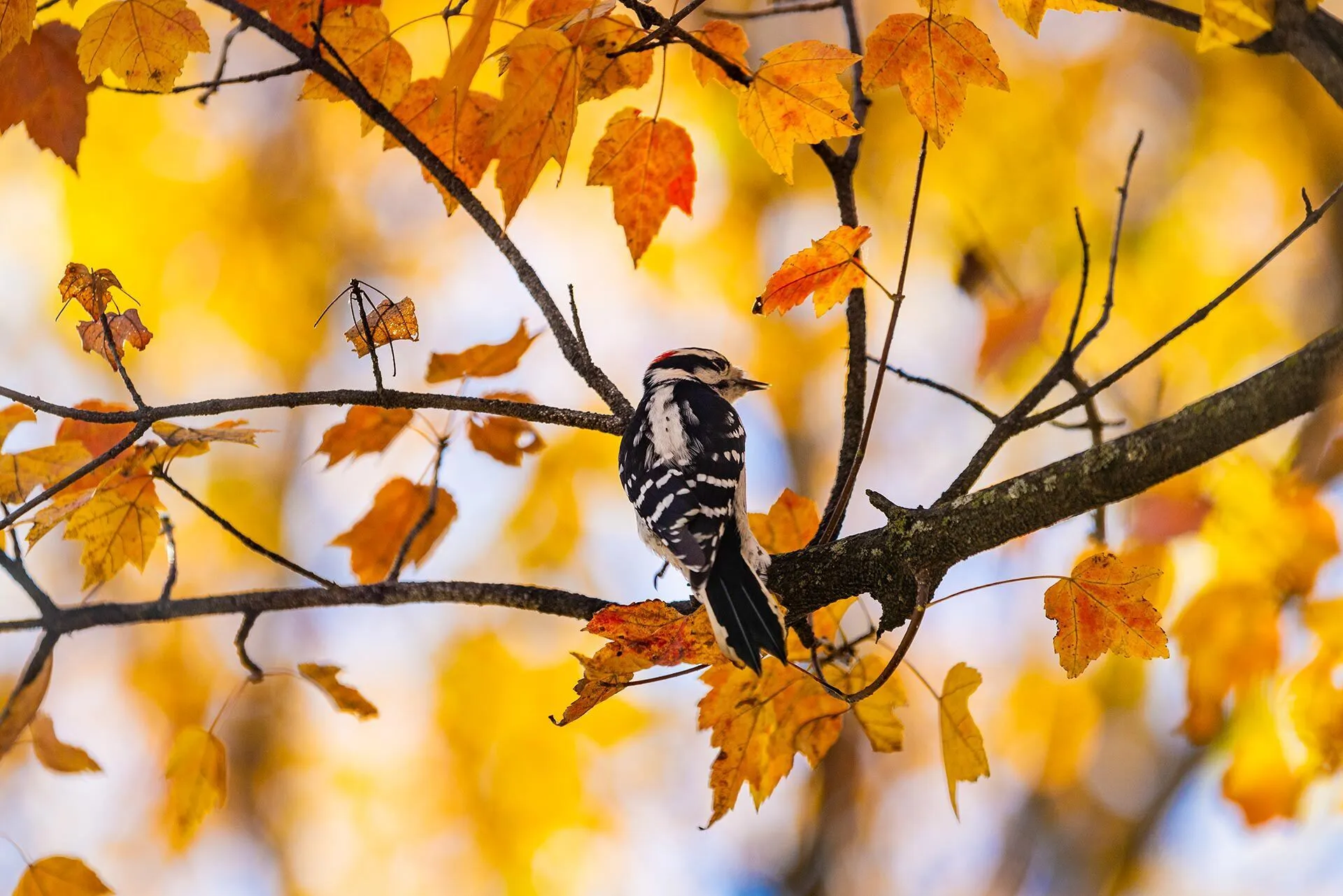 woodpecker on tree with gold leaves