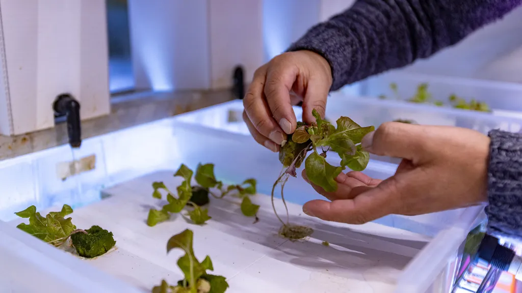 closeup of hands holding plant