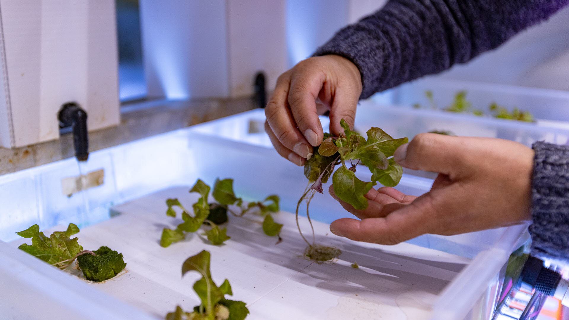 closeup of hands holding plant