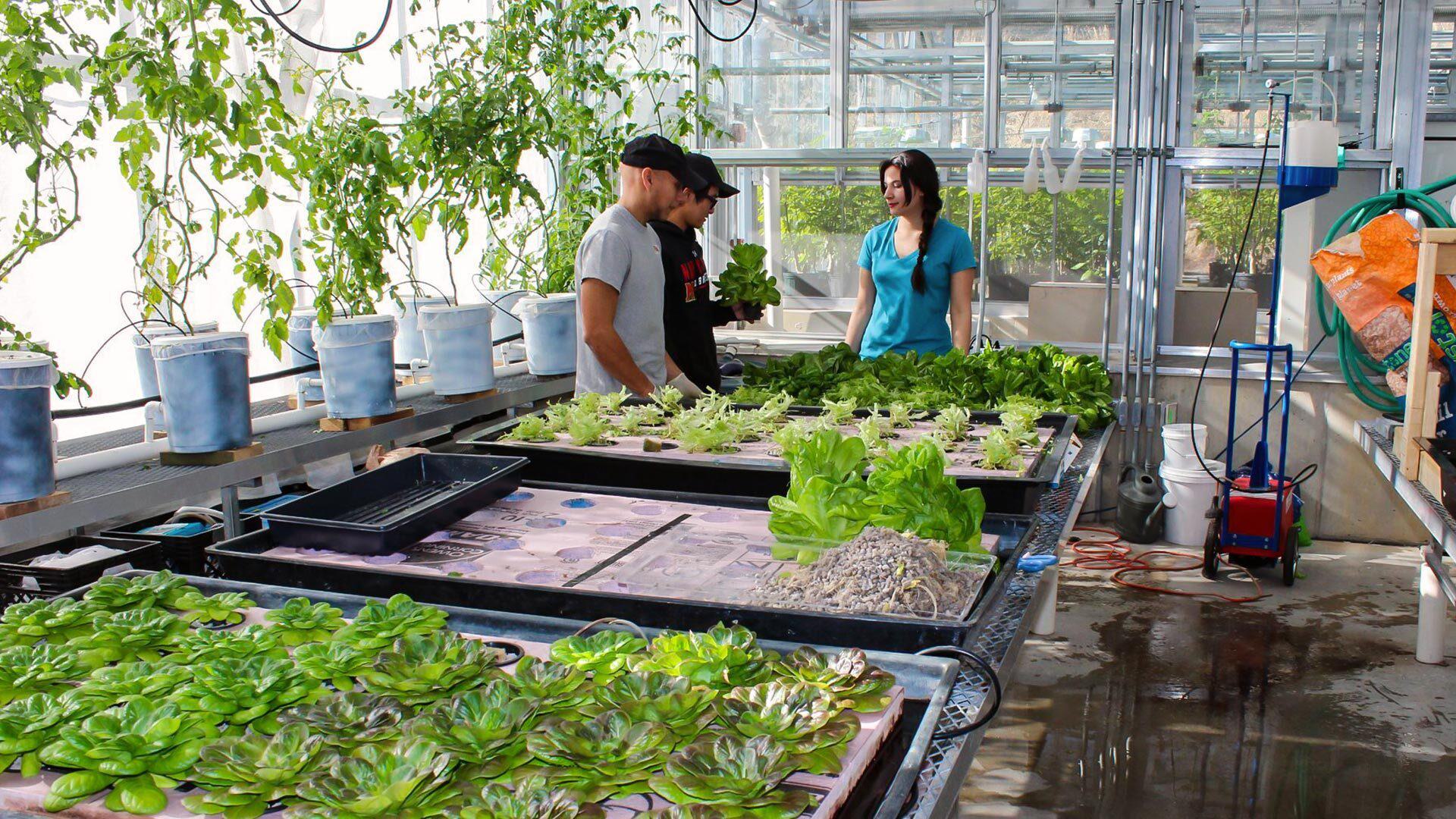 Aquaponics UMD fix 1920x1080