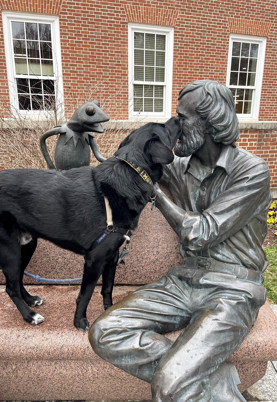 black dog sniffs Jim Henson statue