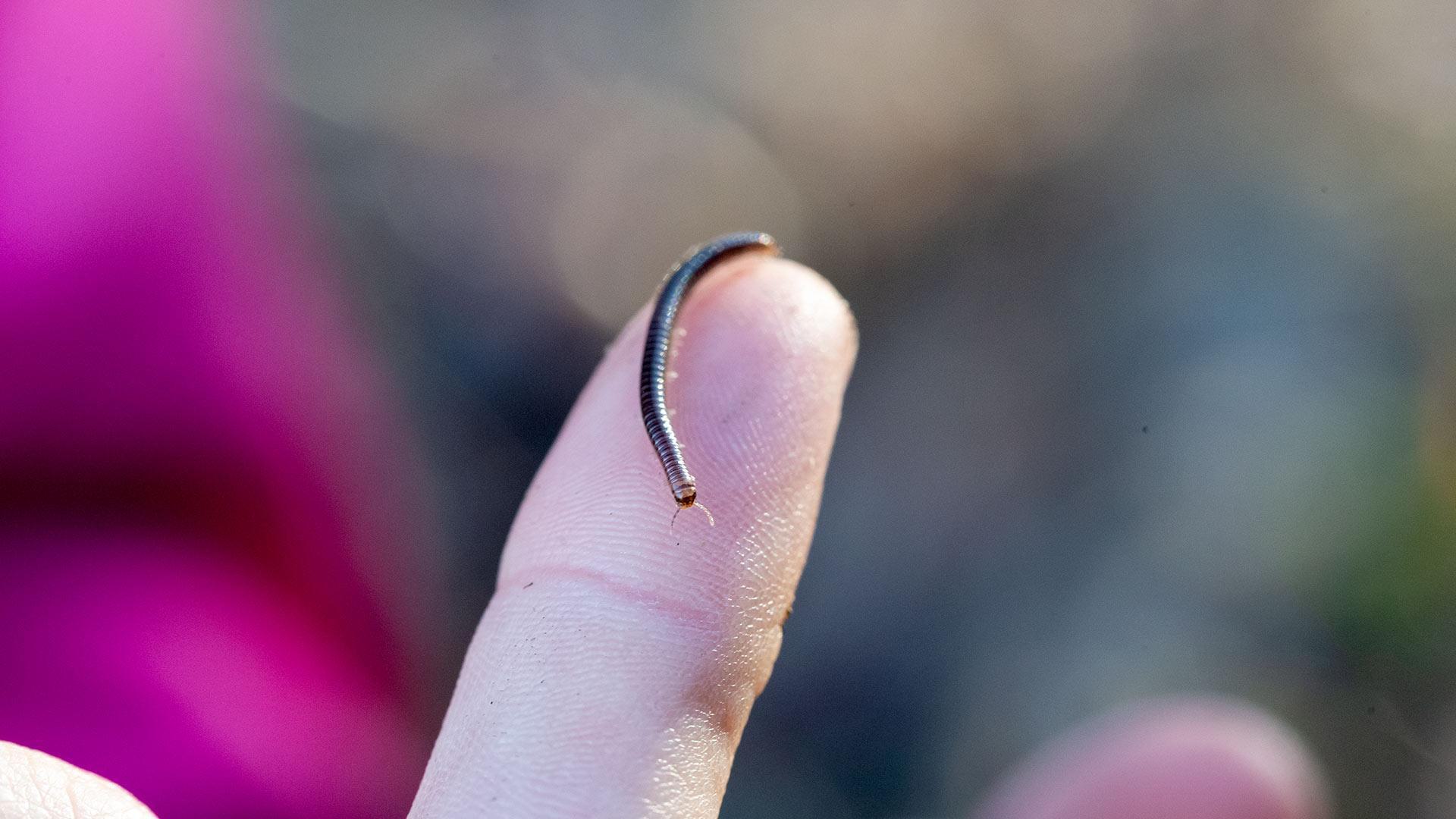 closeup of a bug crawling on student's finger