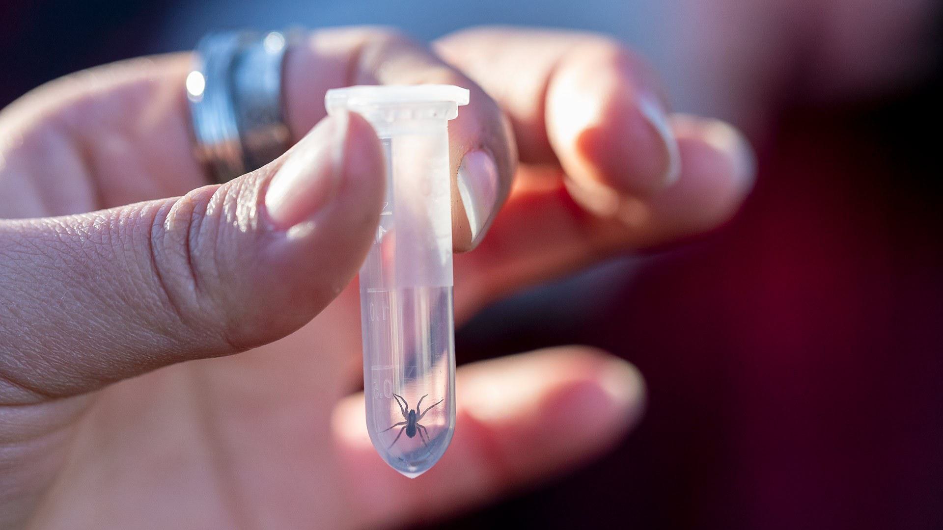 closeup of a spider in a collection tube