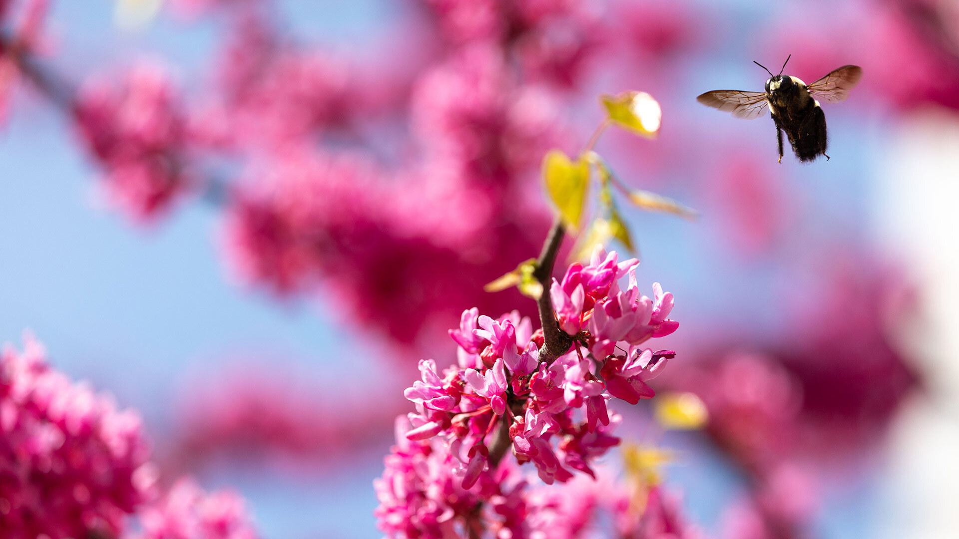 a bee flies by pink flowers