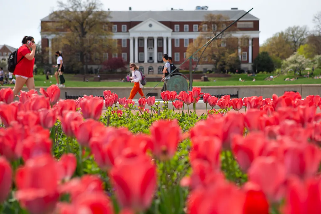 Red tulips on McKeldin Mall