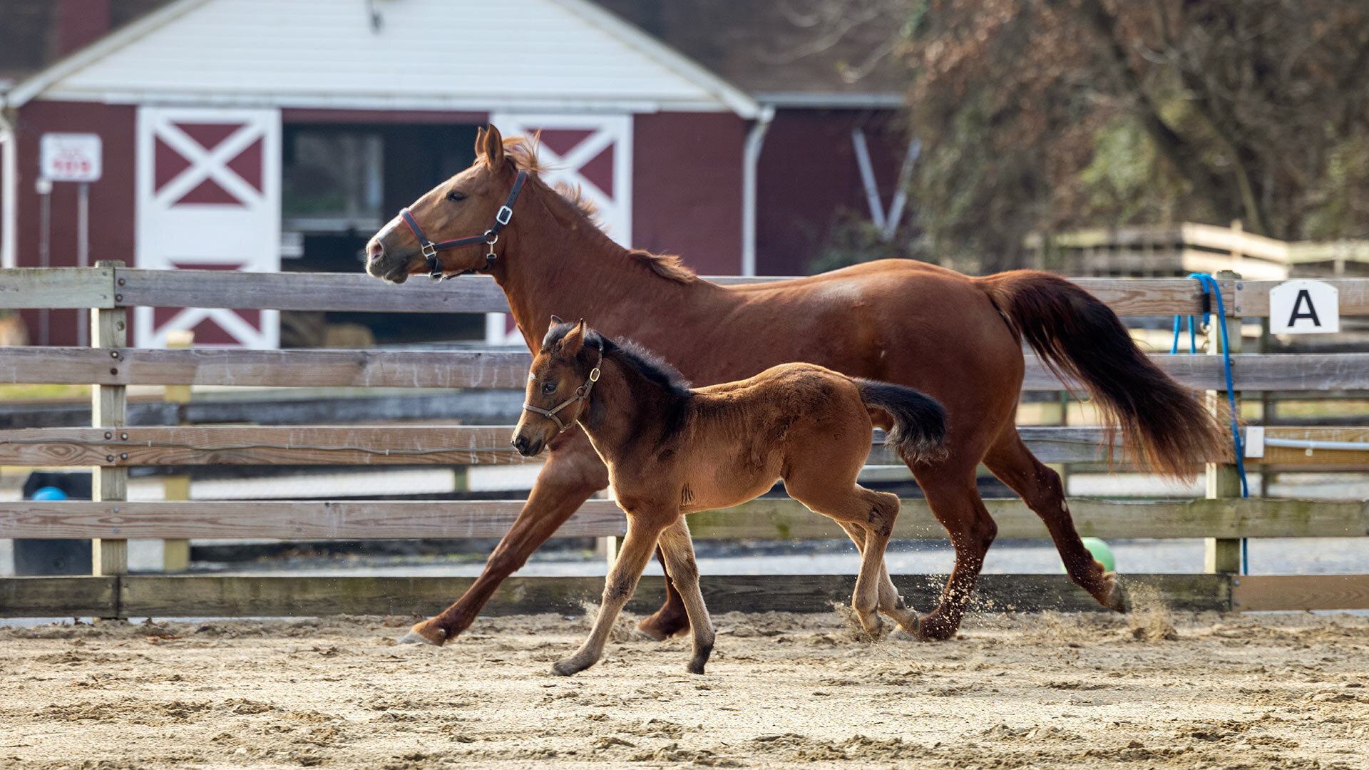 foal runs with mom on campus farm