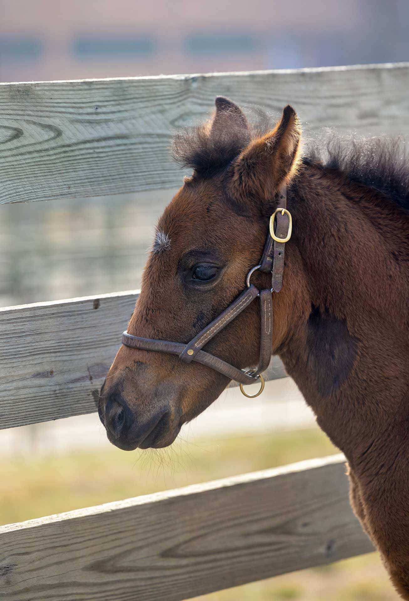 closeup of foal