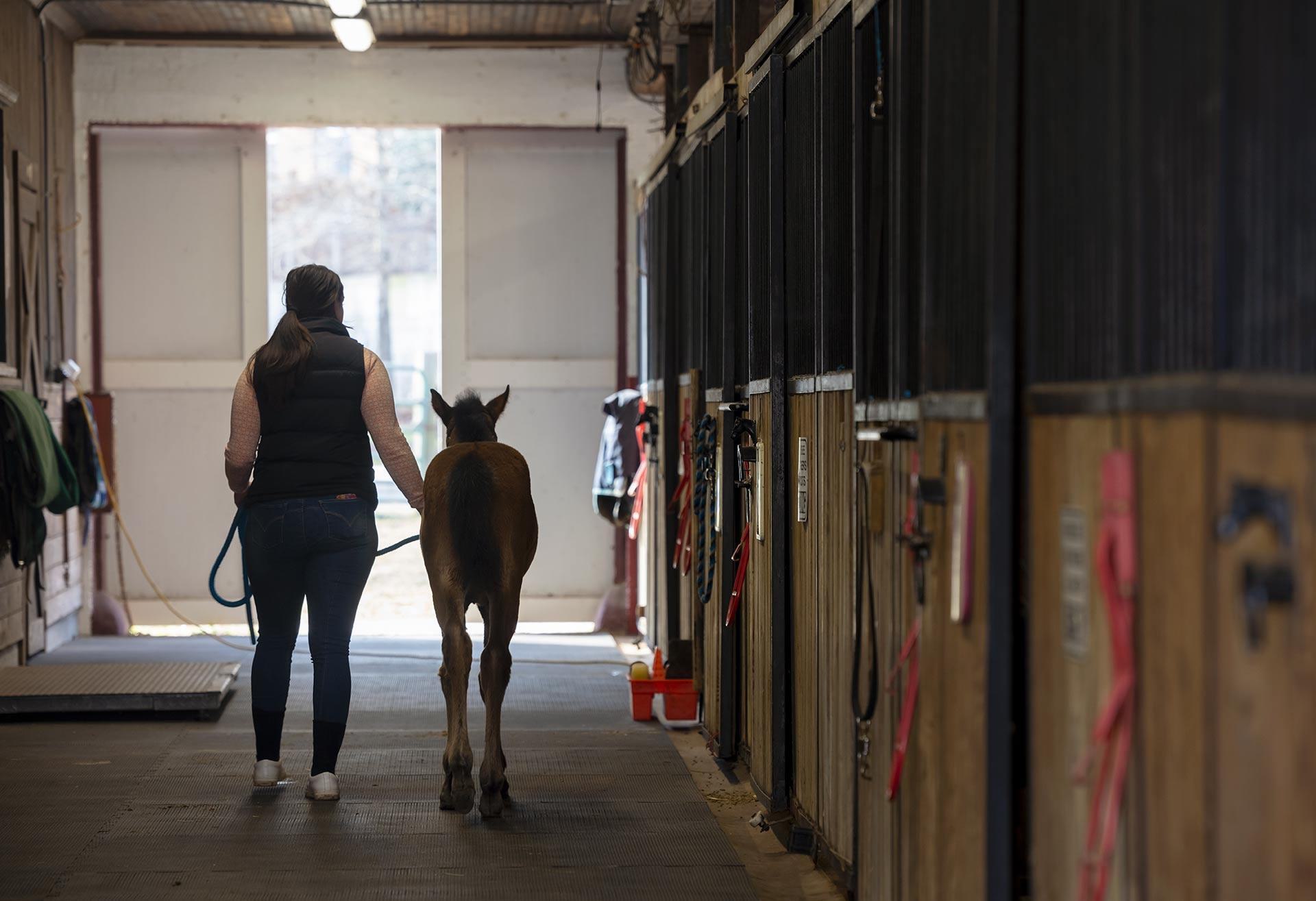 Rose Cardinal leads foal near stalls