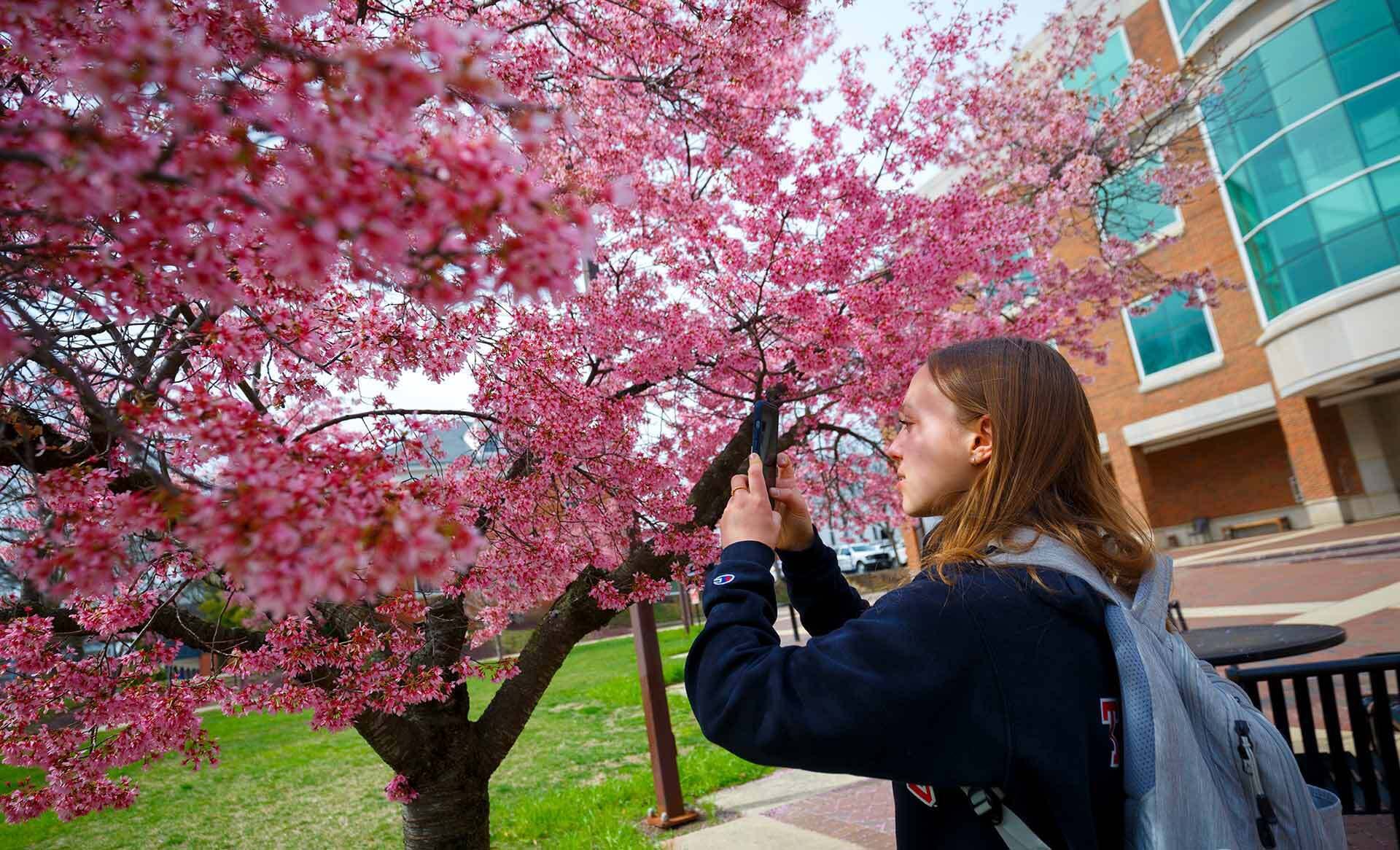 Student wearing a backpack takes a picture of a pink flowering tree
