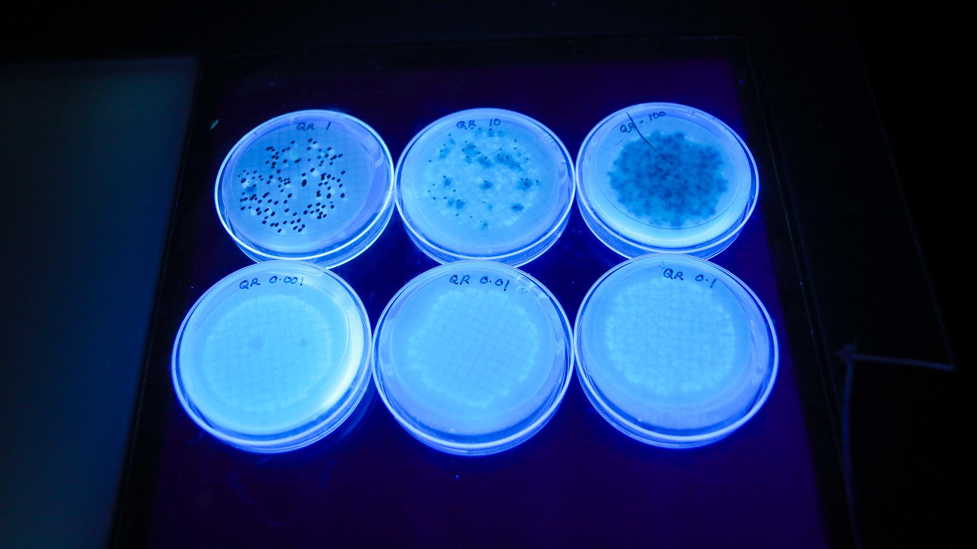 six petri dishes glow blue