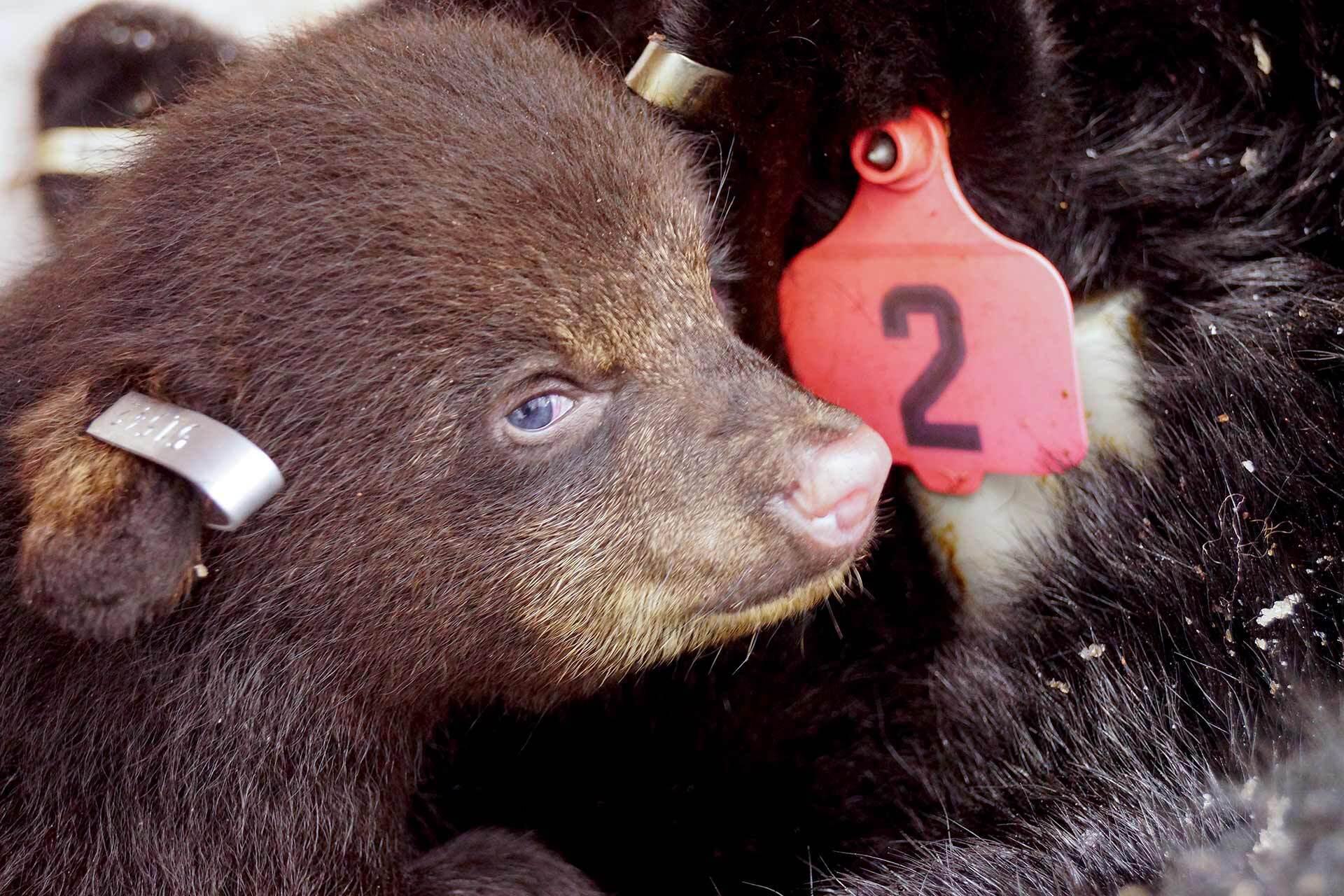 baby bear cub with ear getting tagged