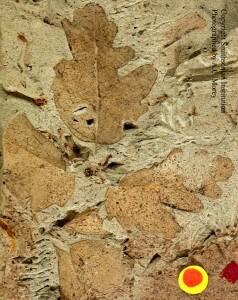 FF Quiz flowering plant1