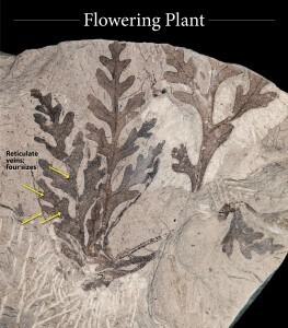 FF Quiz flowering3 Explanation
