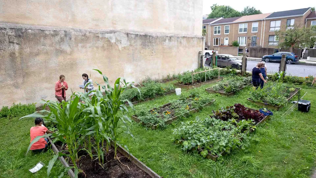 community garden