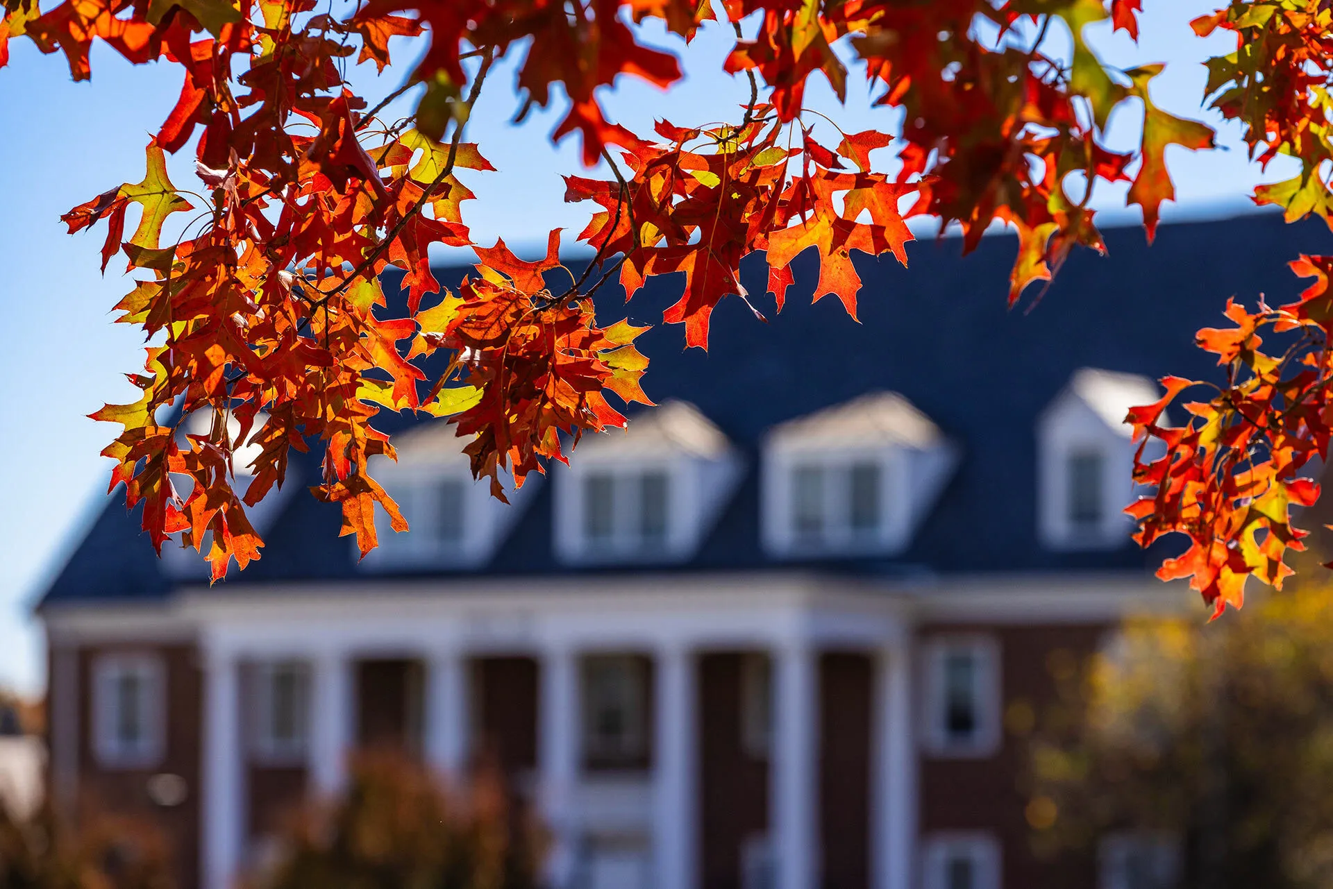 red leaves on tree on Fraternity Row