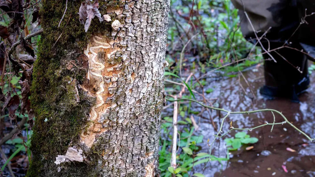 damage from beetle on tree