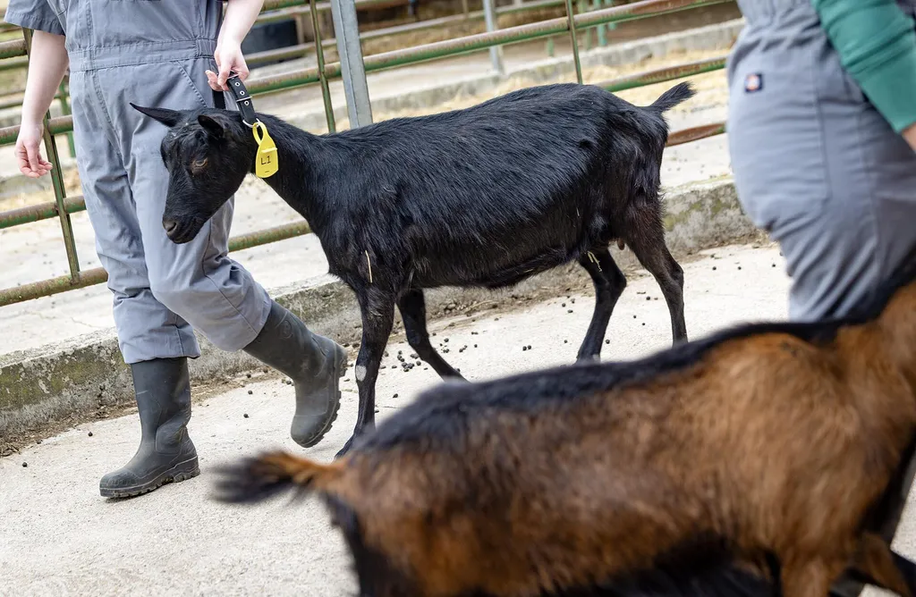 black goat