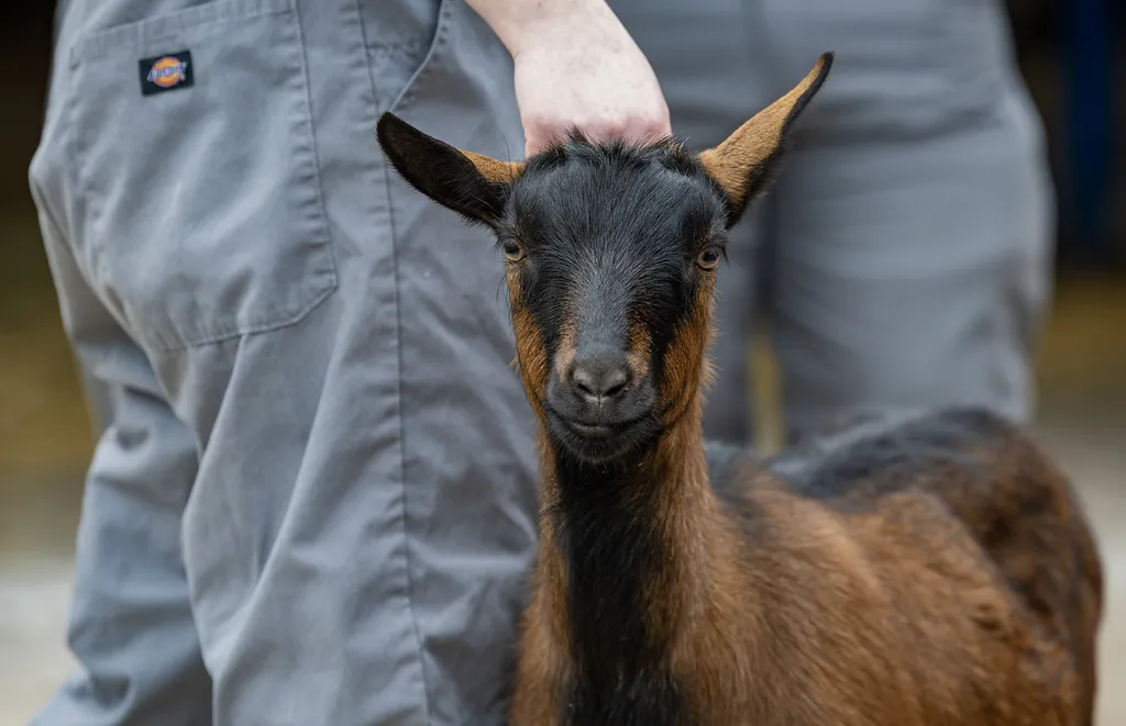 brown goat