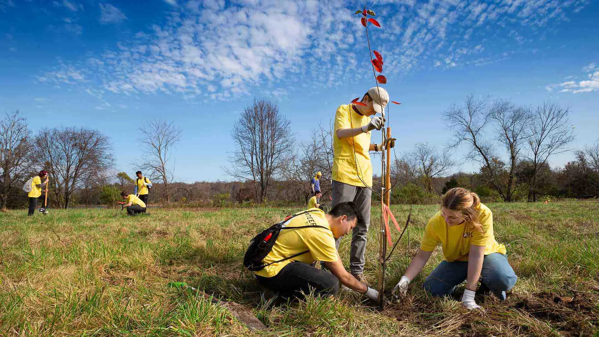 three people plant a tiny tree