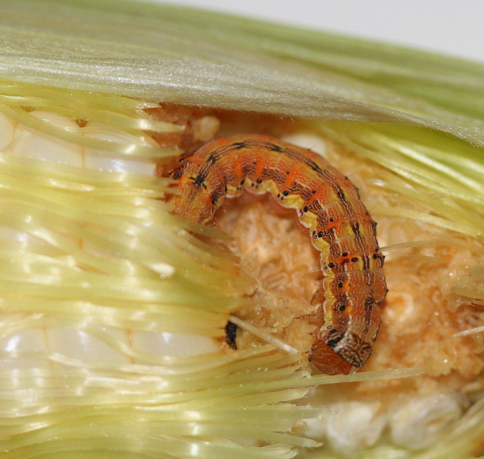 worm on ear of corn
