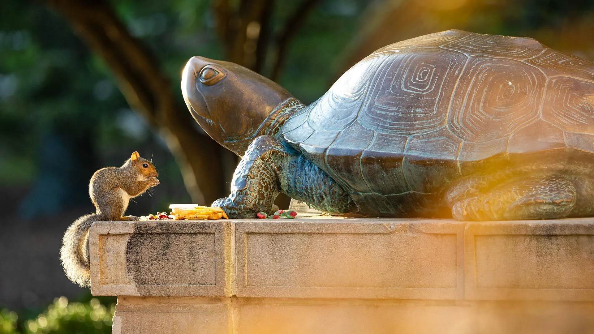squirrel eats near Testudo statue