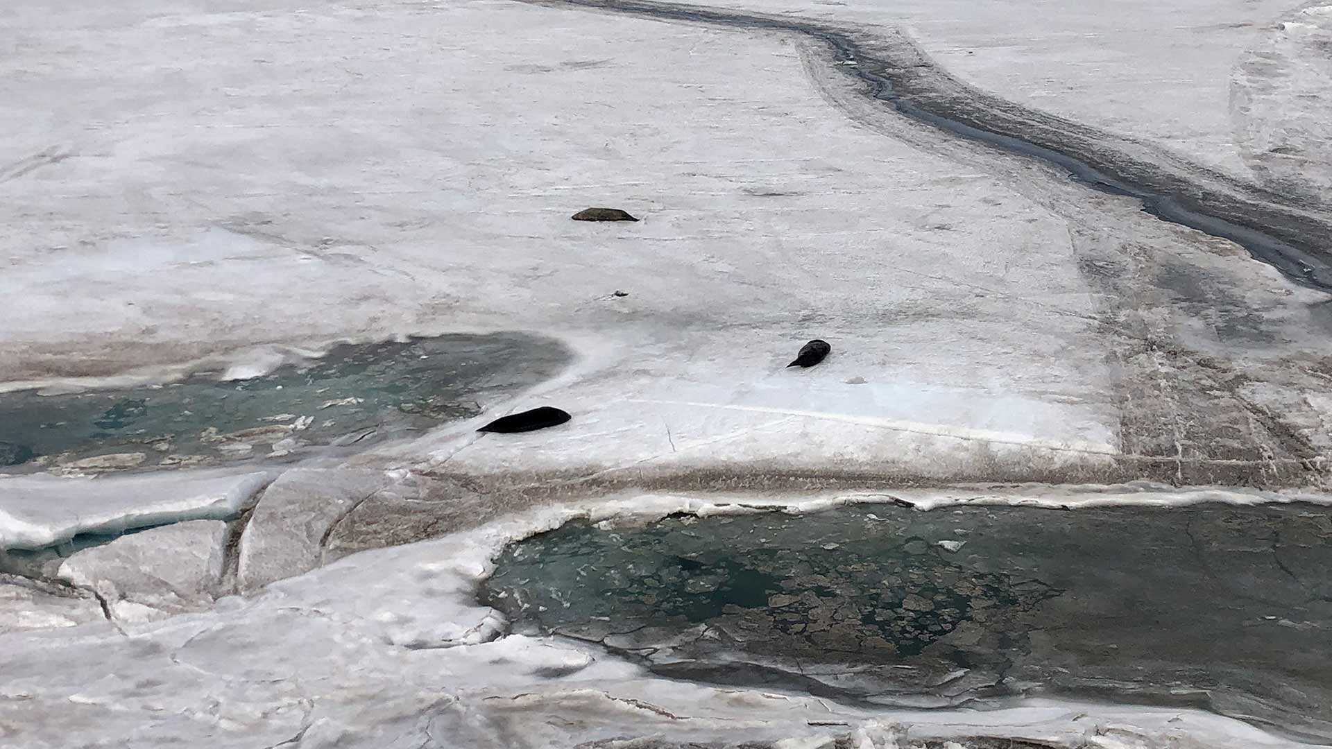 seals on the ice in Antarctica