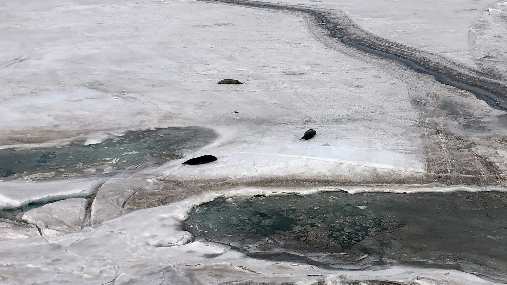 seals on the ice in Antarctica