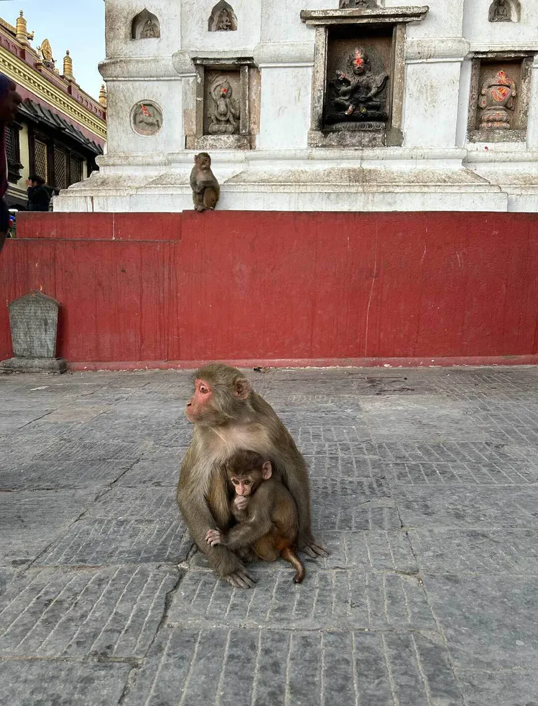 mother and baby monkey