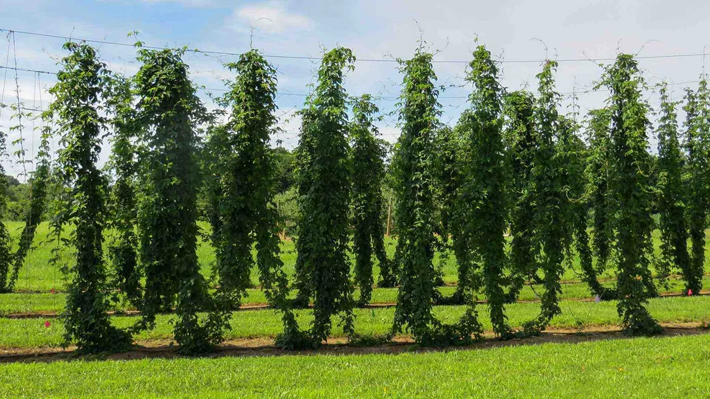 hops growing in field