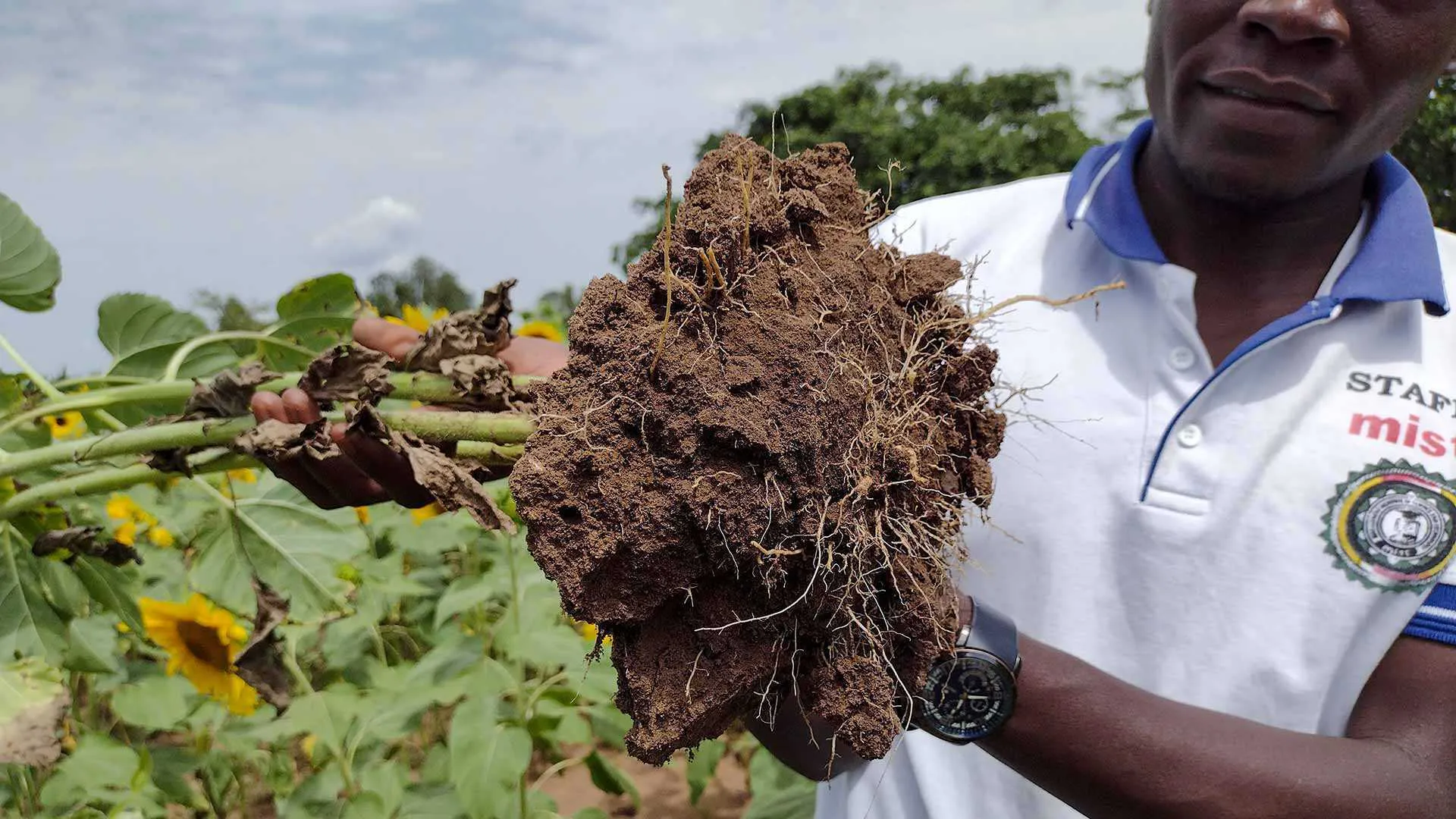 Man holds up plant, showing roots