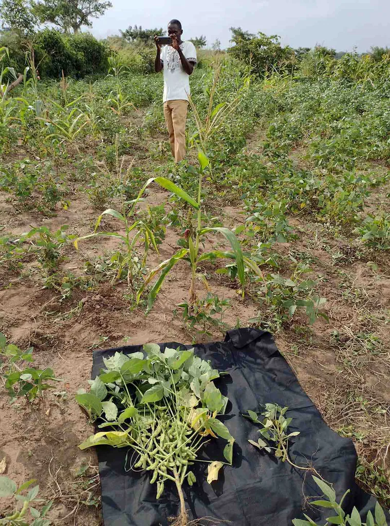 Farmer takes photos of crops with cellphone