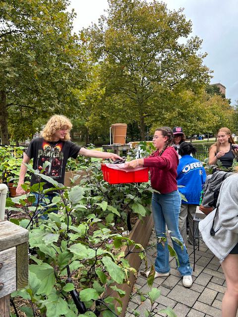Students harvest vegetables