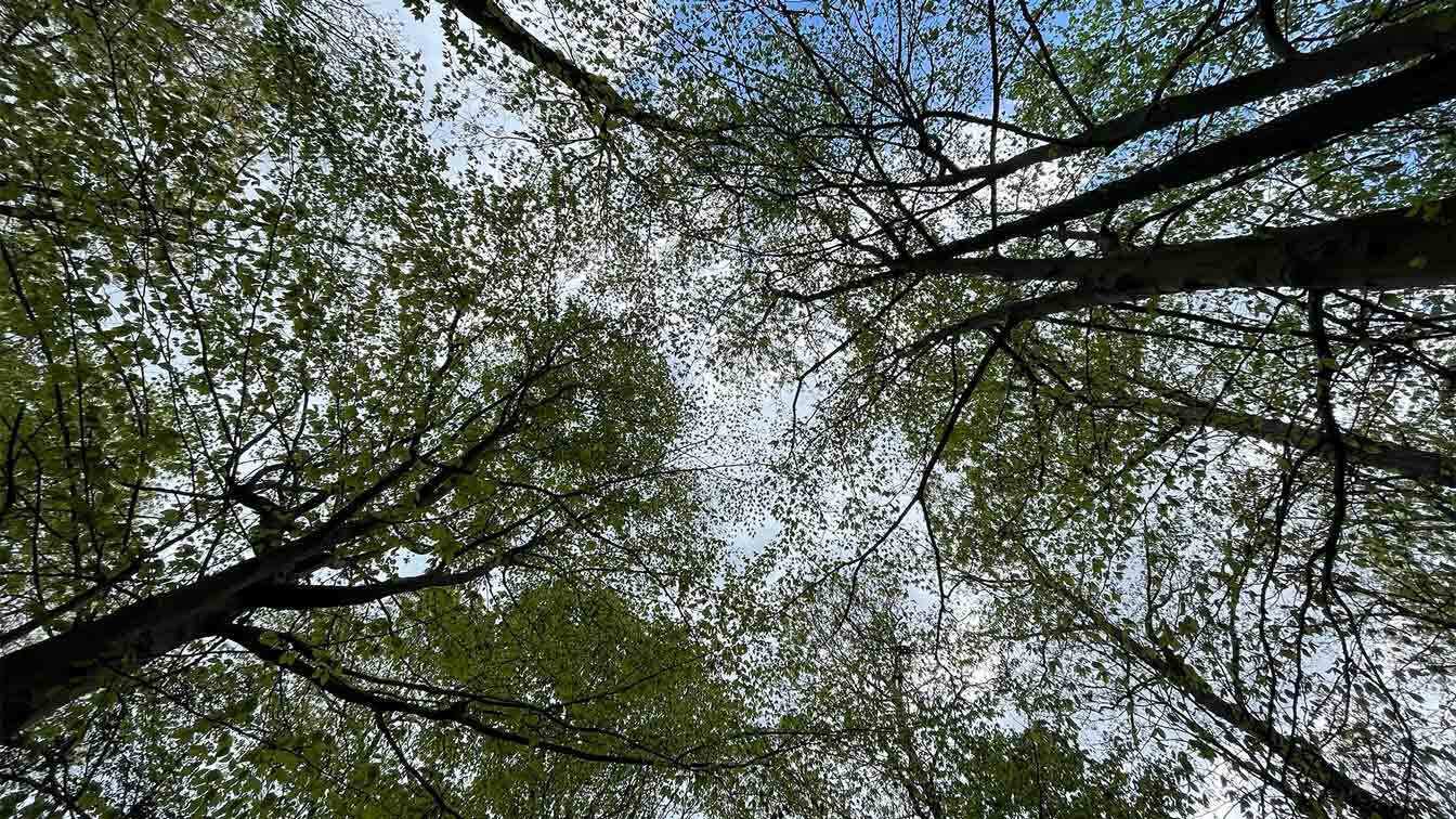 View of trees from forest floor