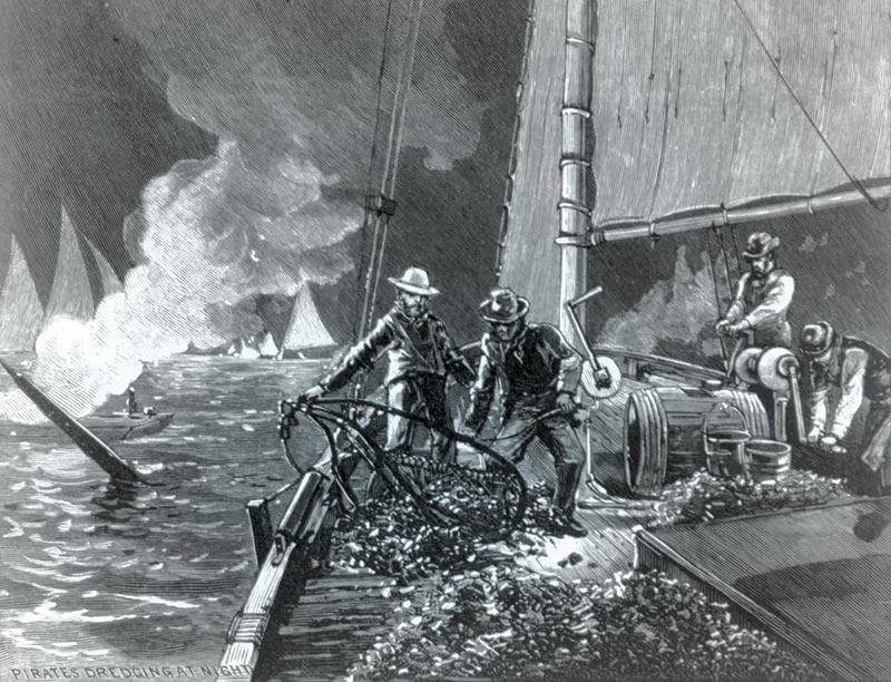 Oyster “pirates” illustration