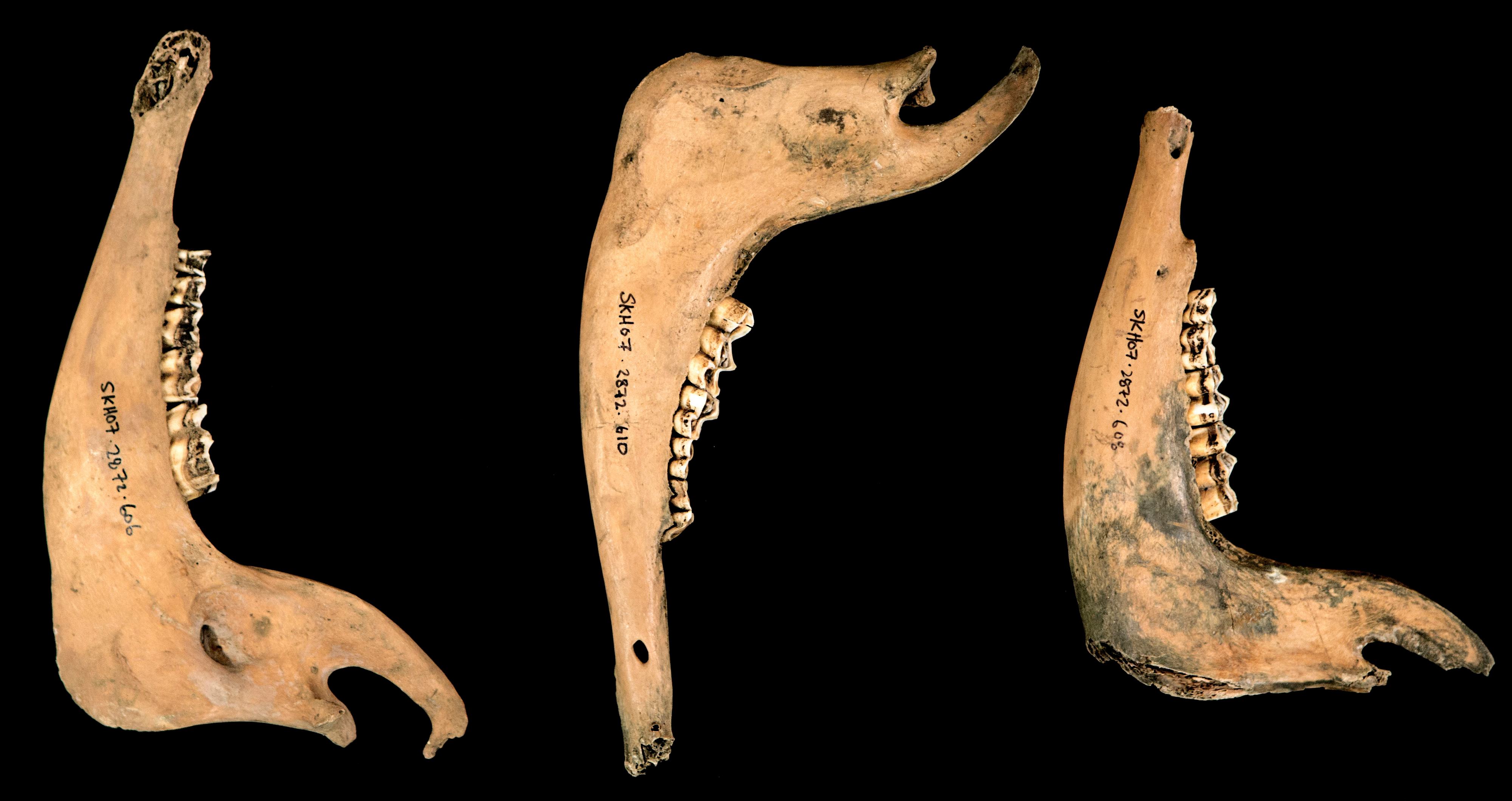 JAWBONES