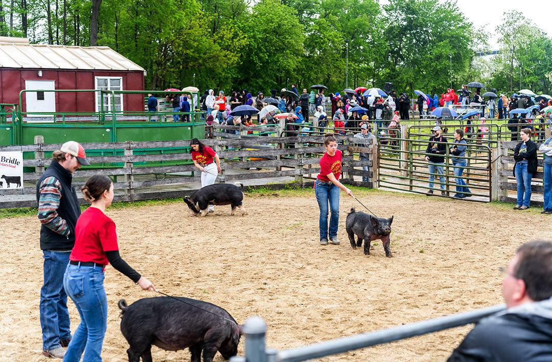 students display hogs in a ring at a farm