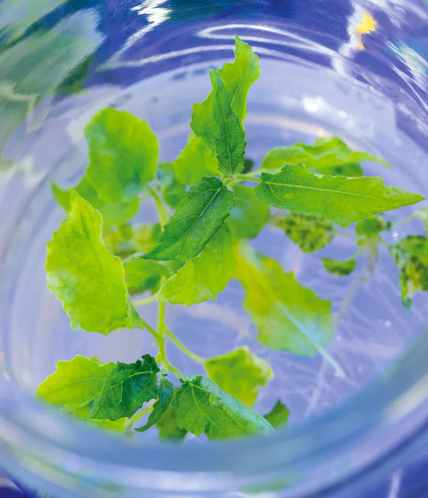 leaves in a petri dish
