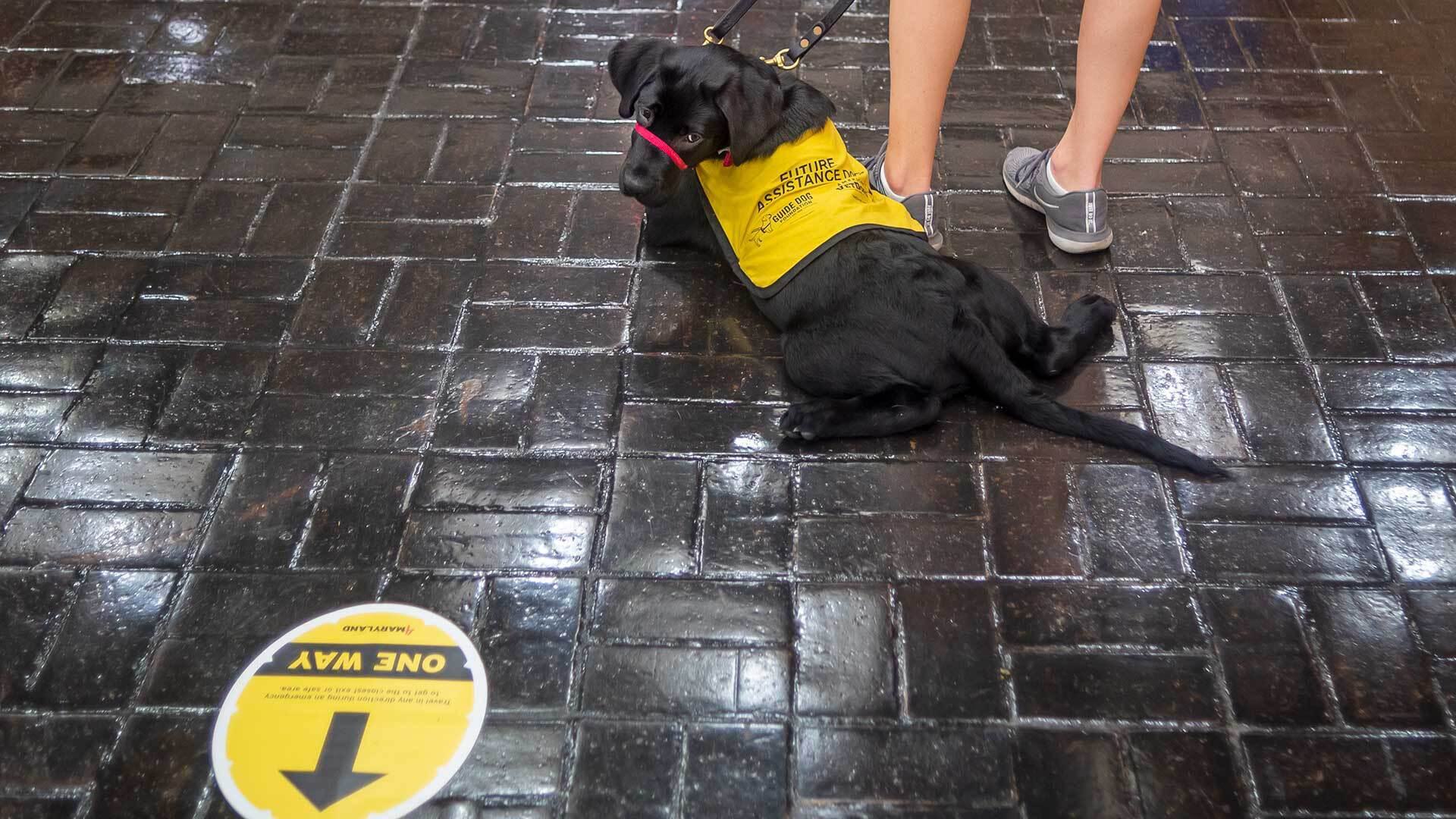 Puppy Training 09172020 EH 5562 1920x1080