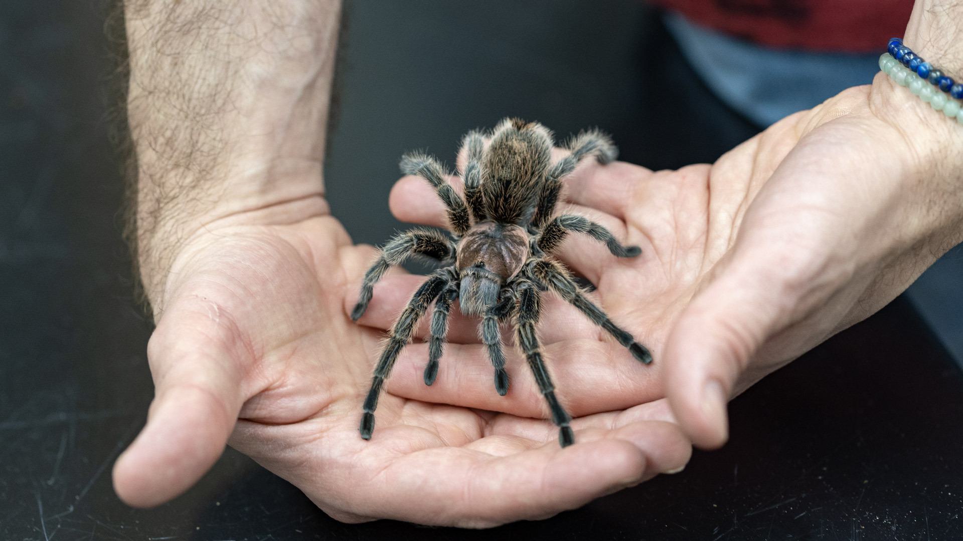 closeup of two hands holding a tarantula