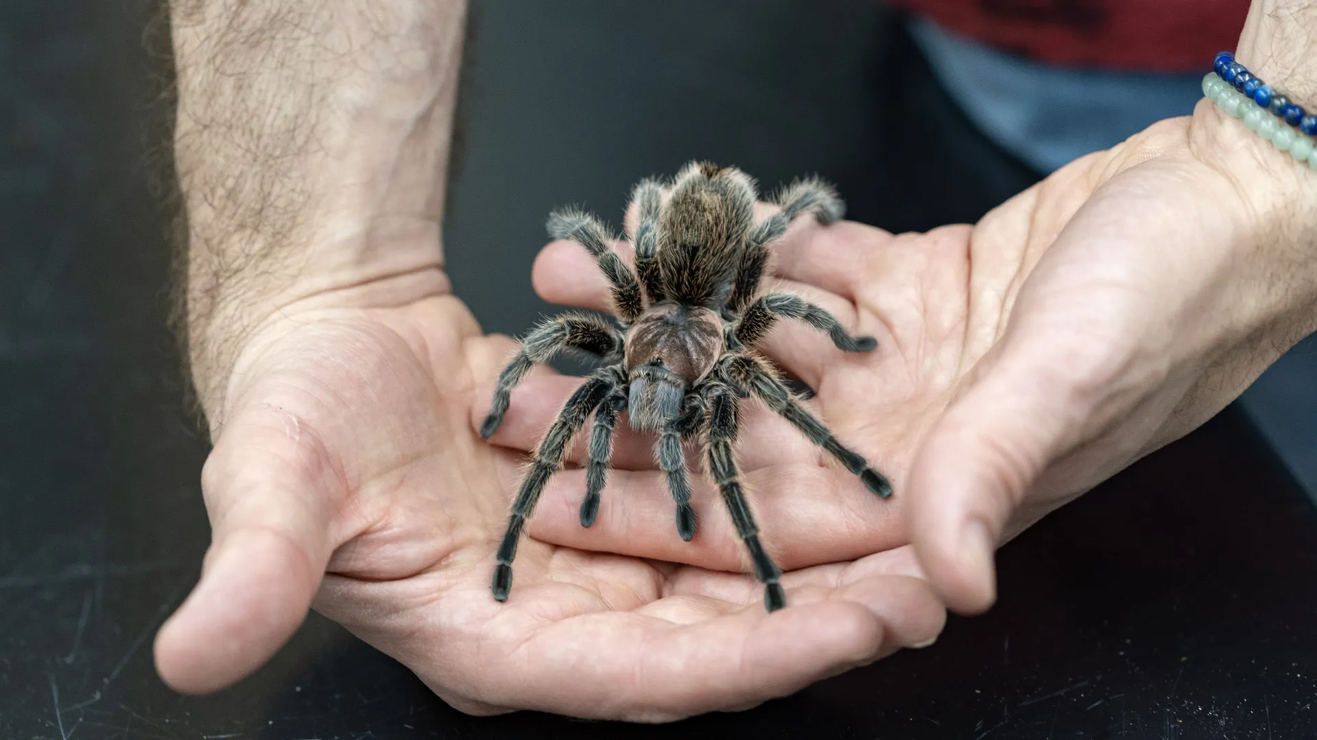 closeup of two hands holding a tarantula