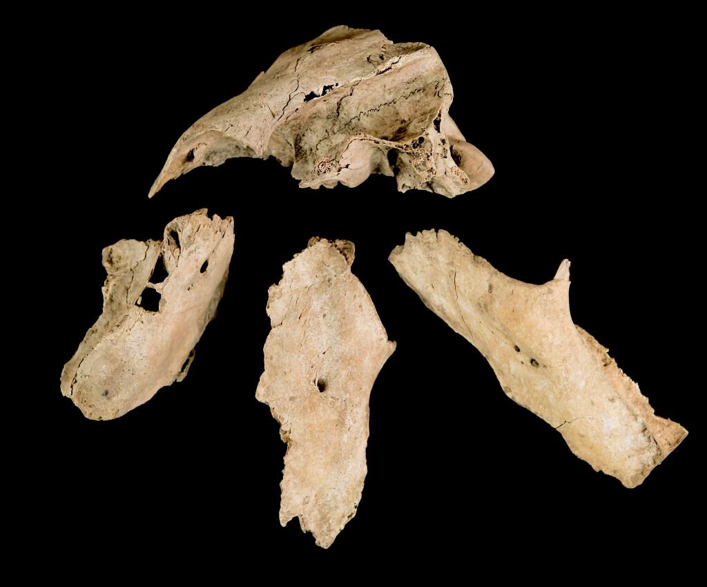 SKULLS2 1024x850