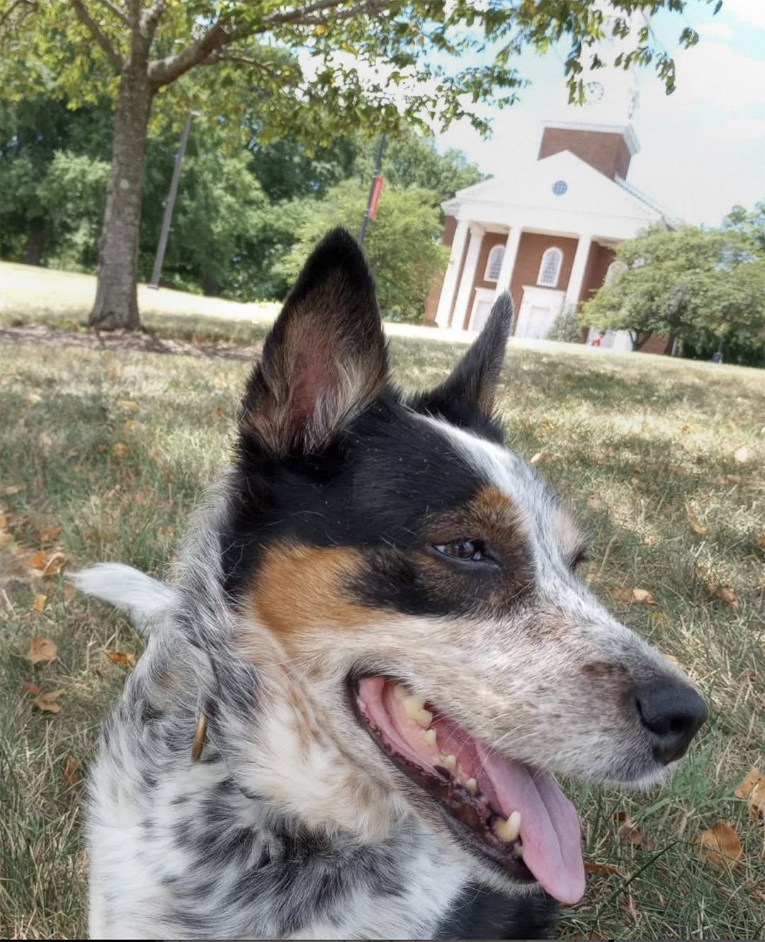 Australian cattle dog