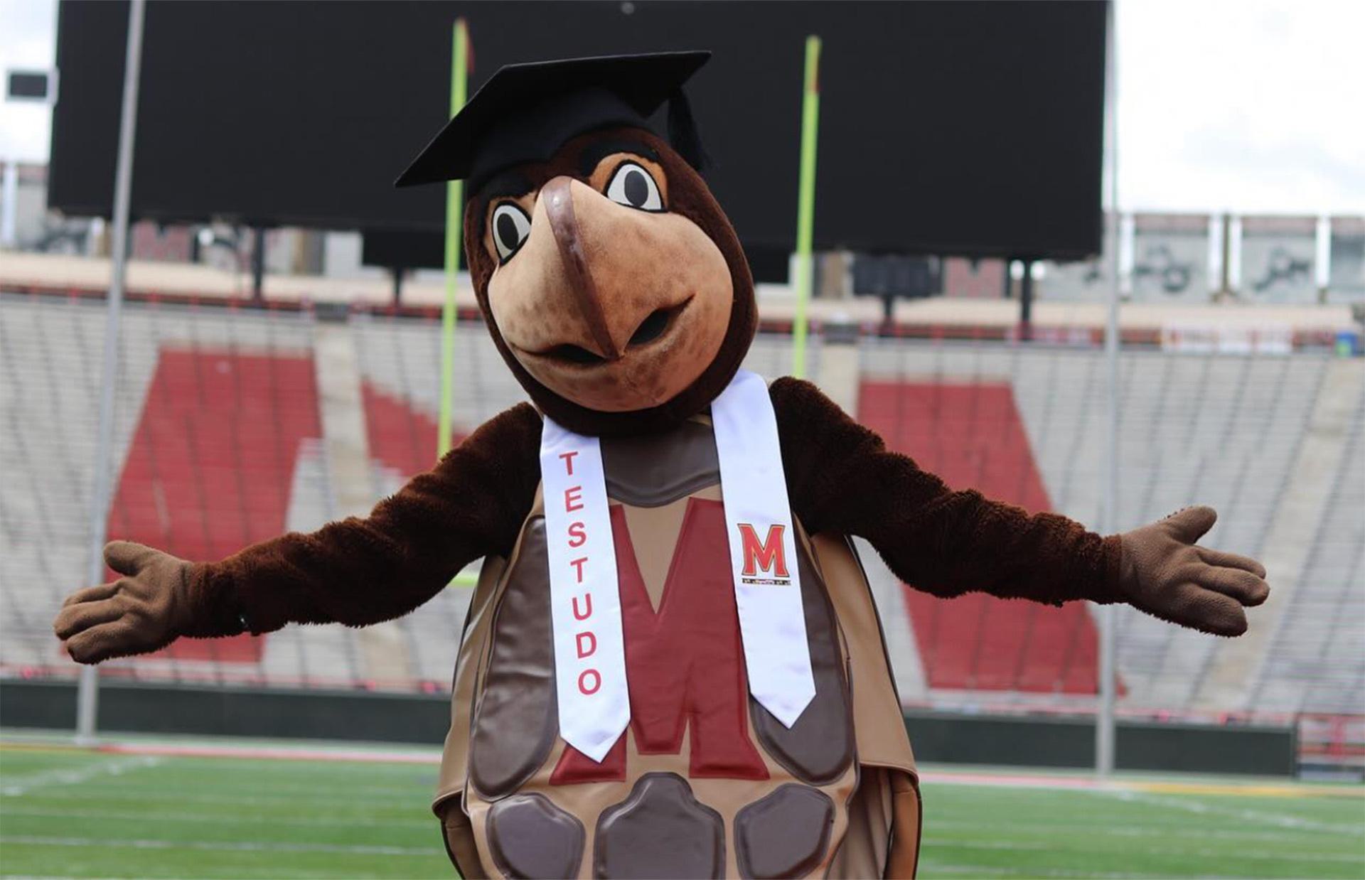 Testudo on football field wearing cap and stole