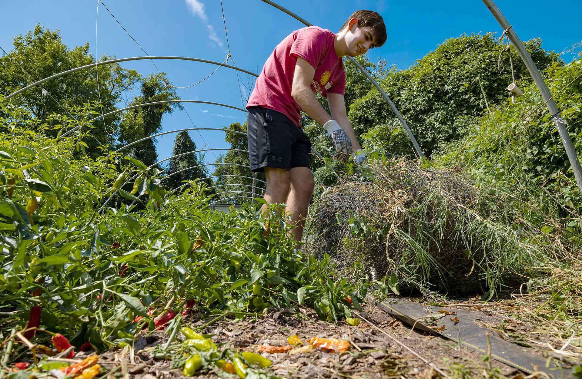student pulls weeds