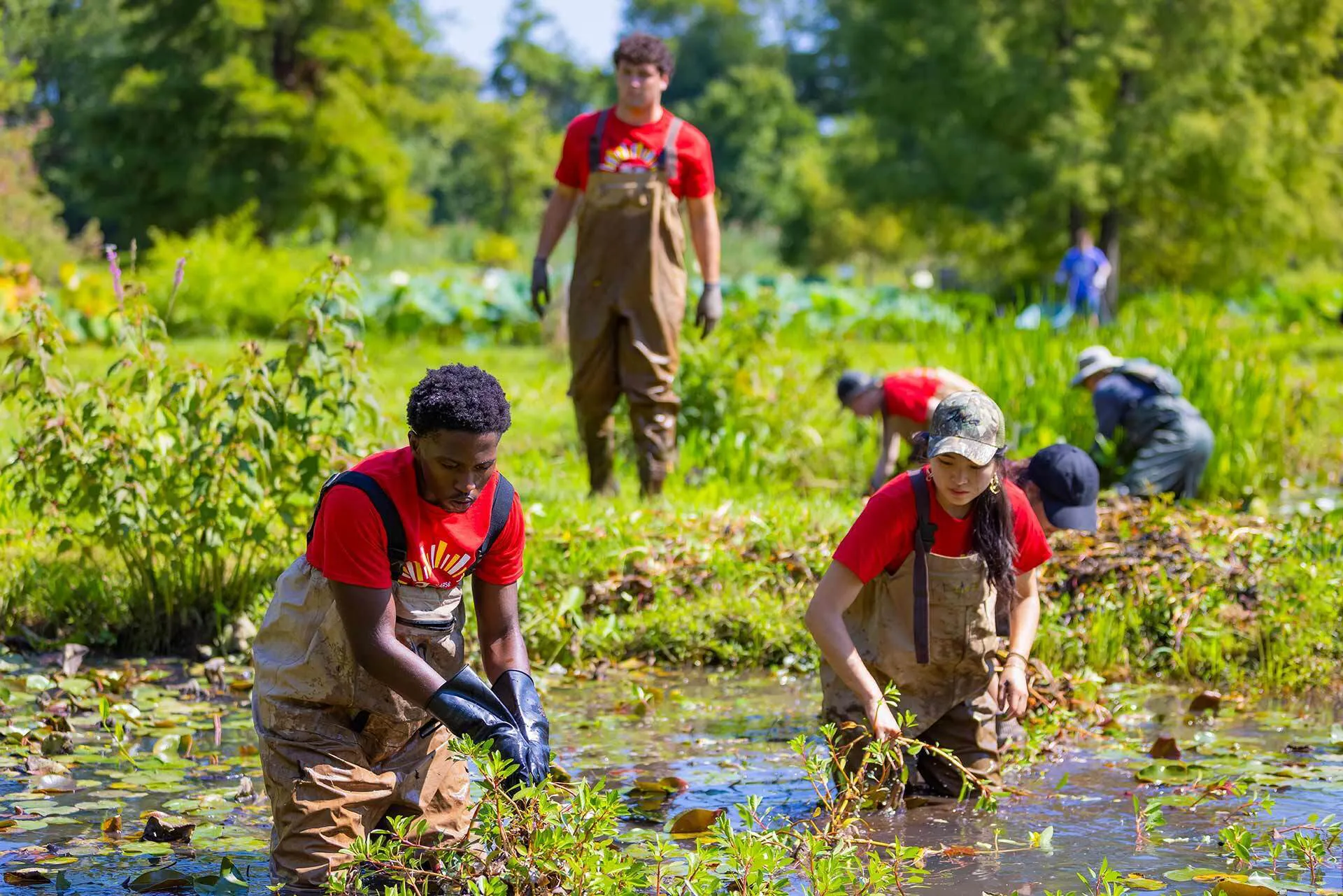 students in waders stand in lake pulling weeds