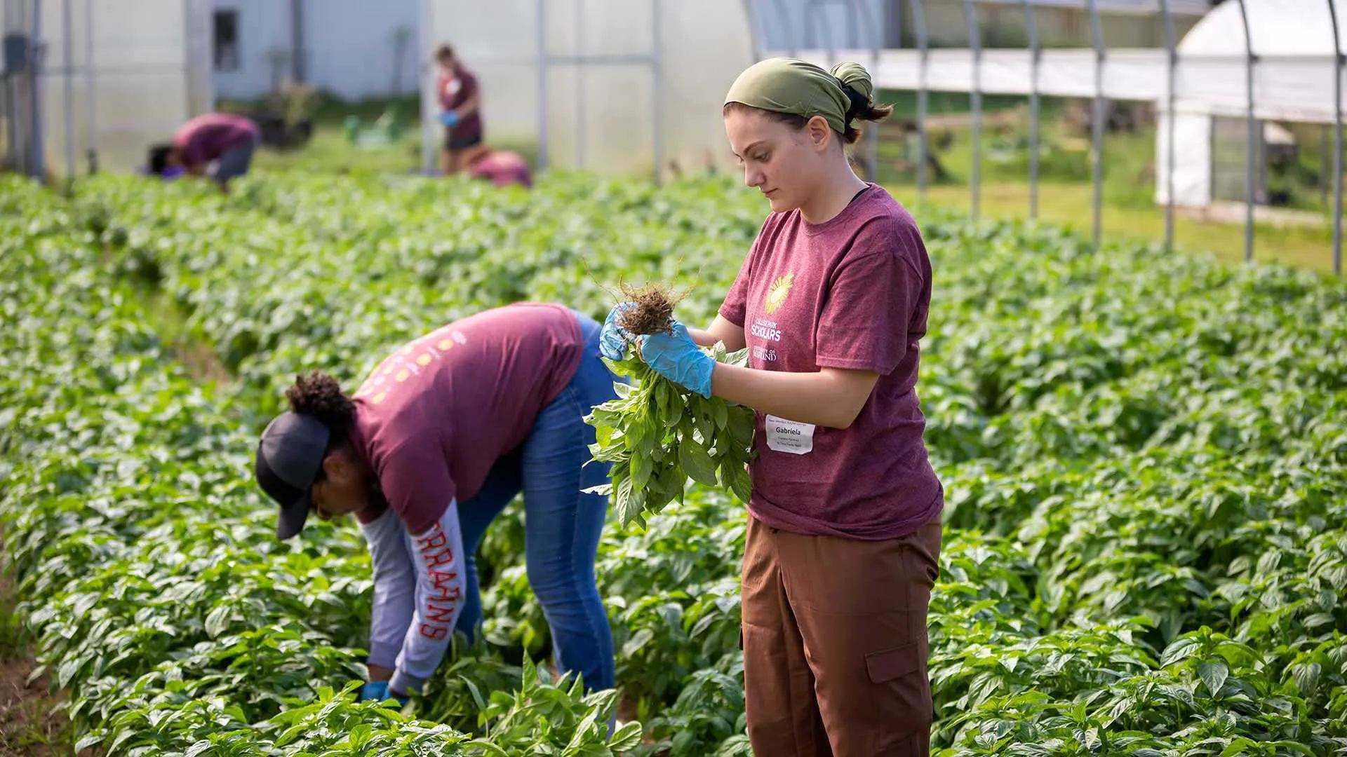 student harvests basil