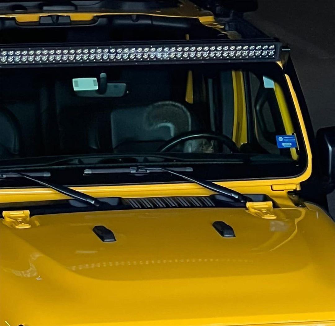 squirrel behind the wheel of a yellow car