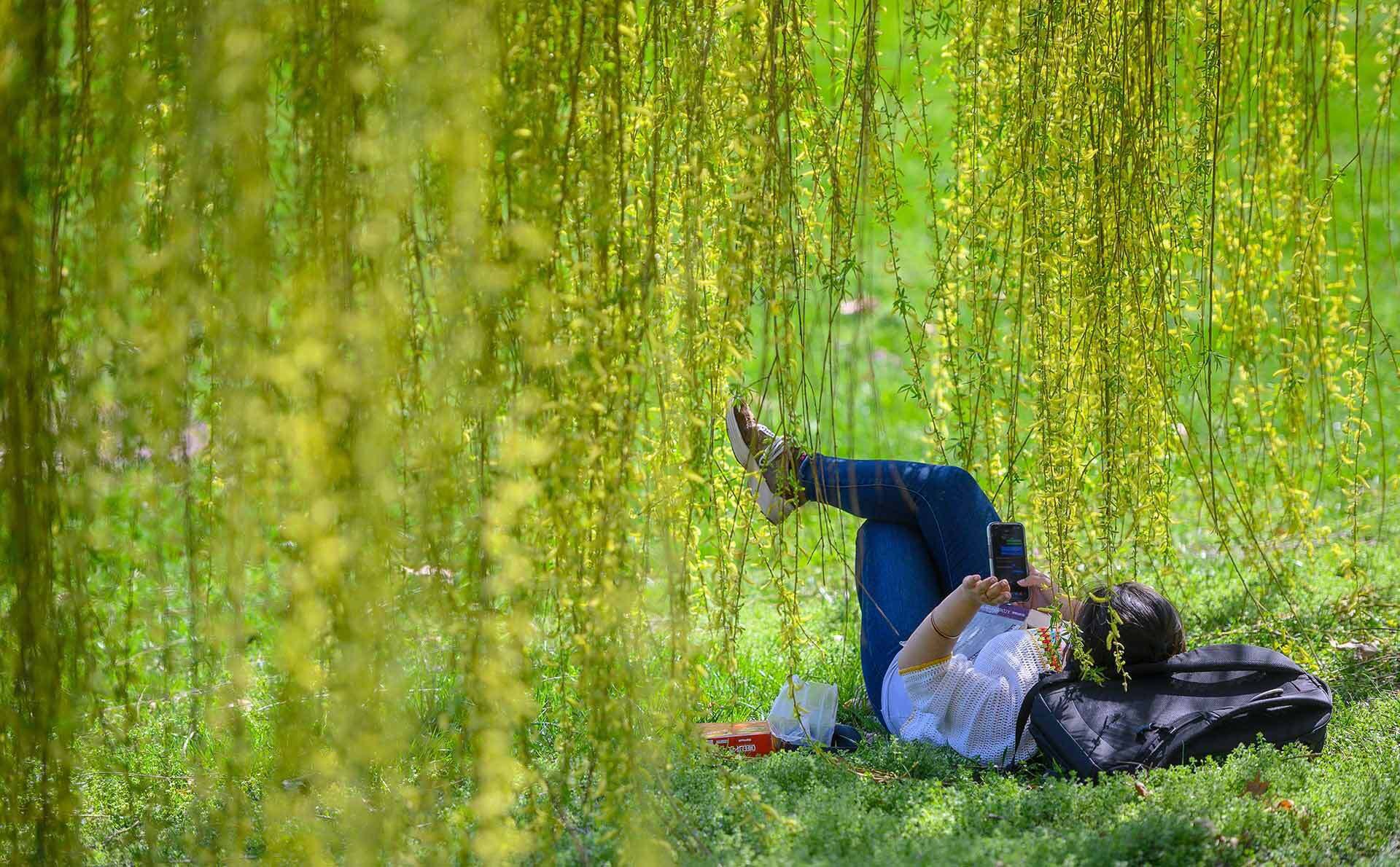 Student looks at their phone while lying under a willow tree