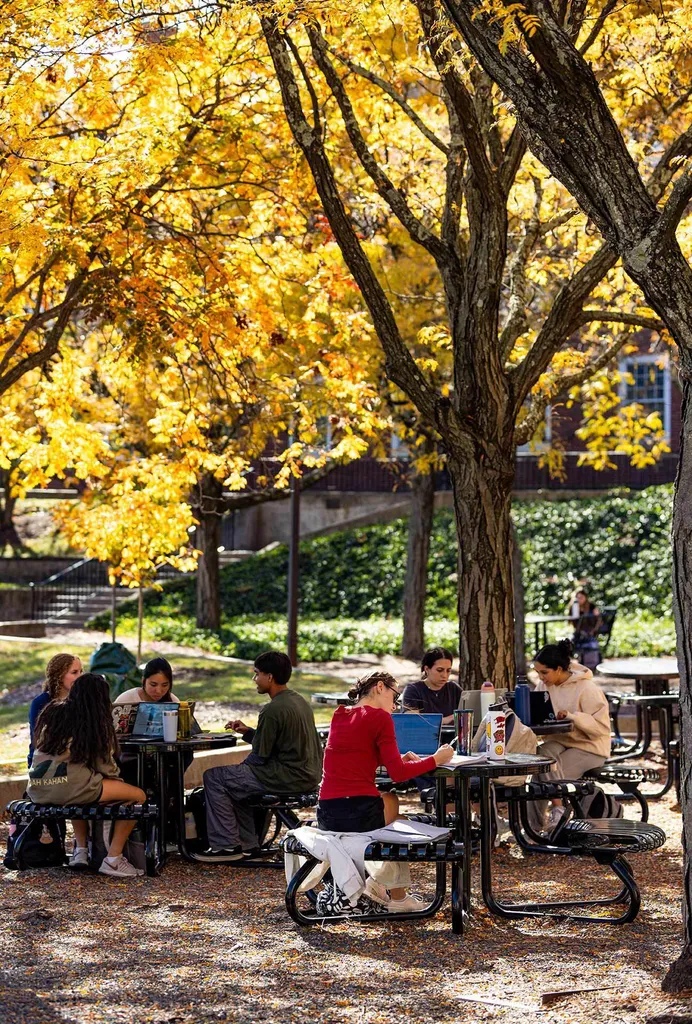 students sit at tables under tree with yellow leaves