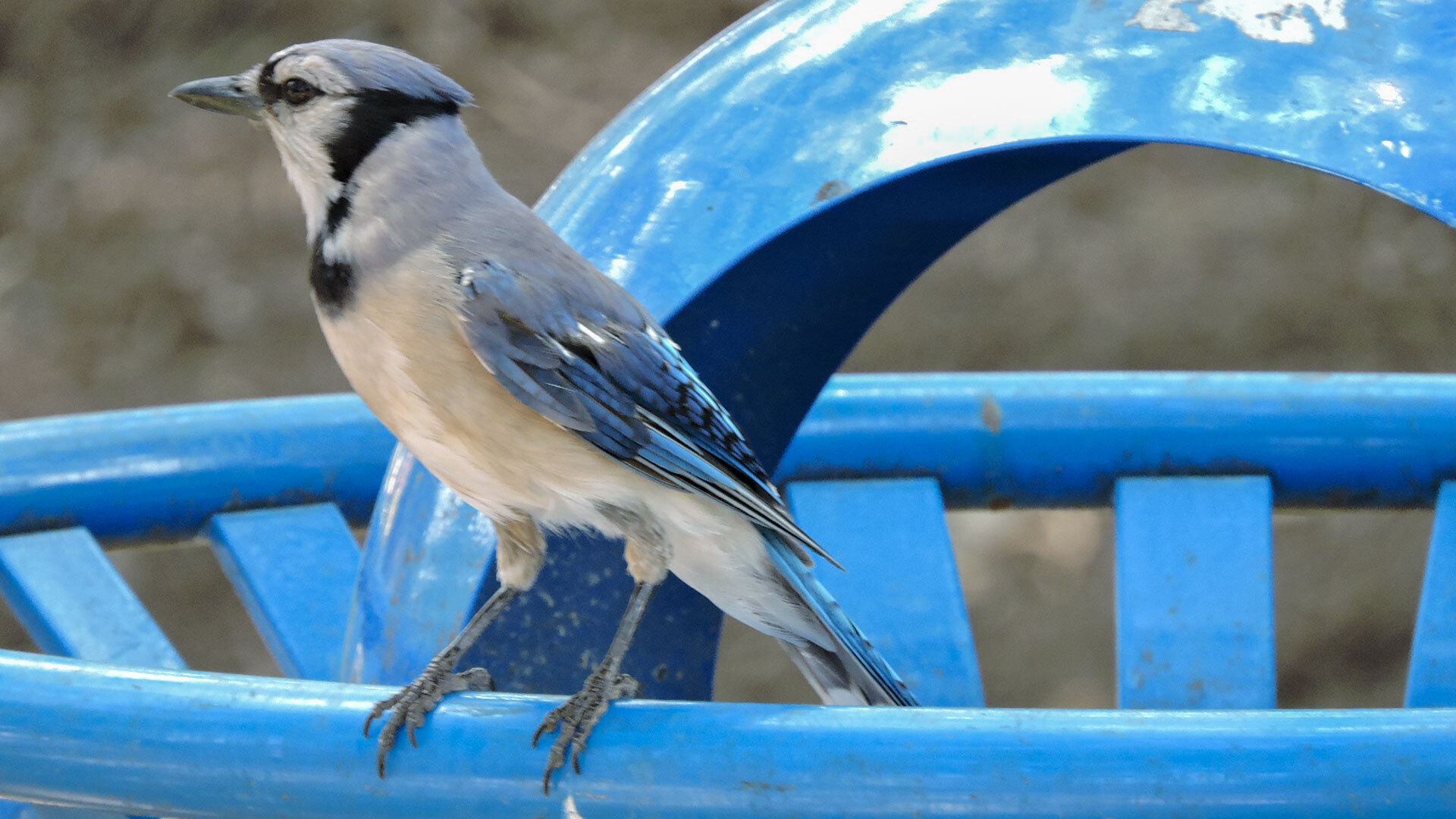 Tamer Gal Bluejay on a recycling bin min